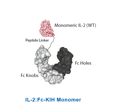 IL-2:Fc-KIH Monomer