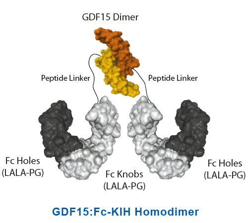 GDF15:Fc-KIH Homodimer