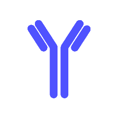 Antibodies